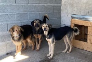 3 dogs in romanian shelter